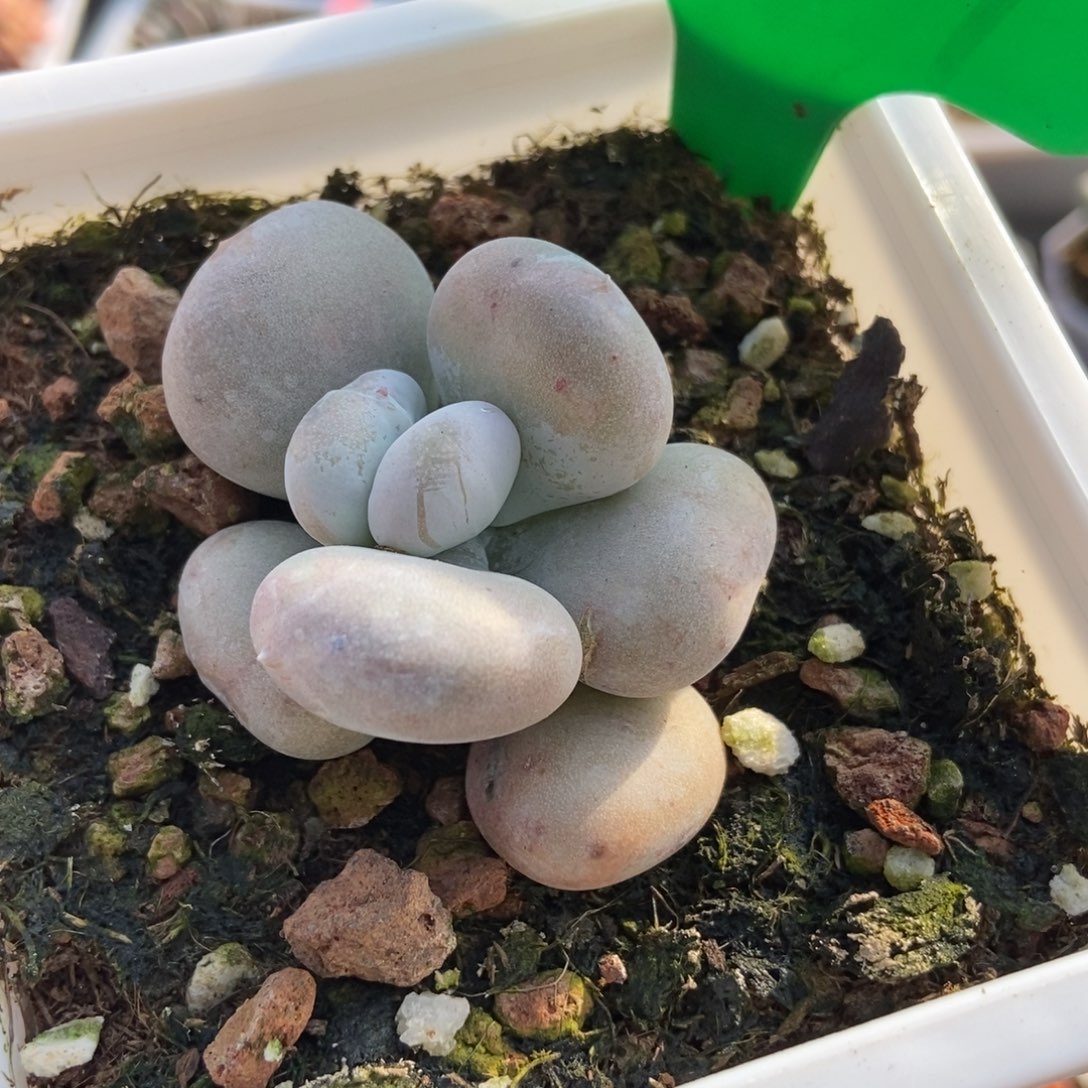 1039油煎多肉植物保护