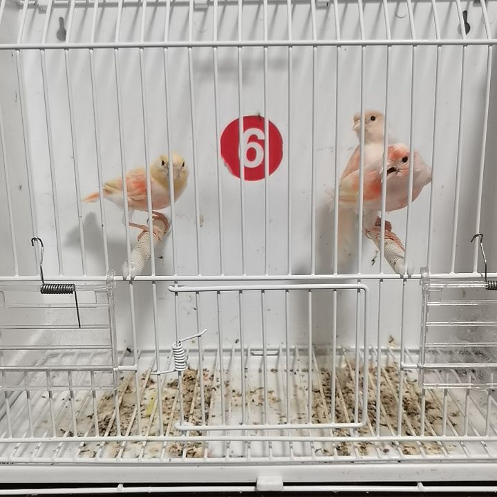 宁***6虎皮鹦鹉马赛克一公俩母