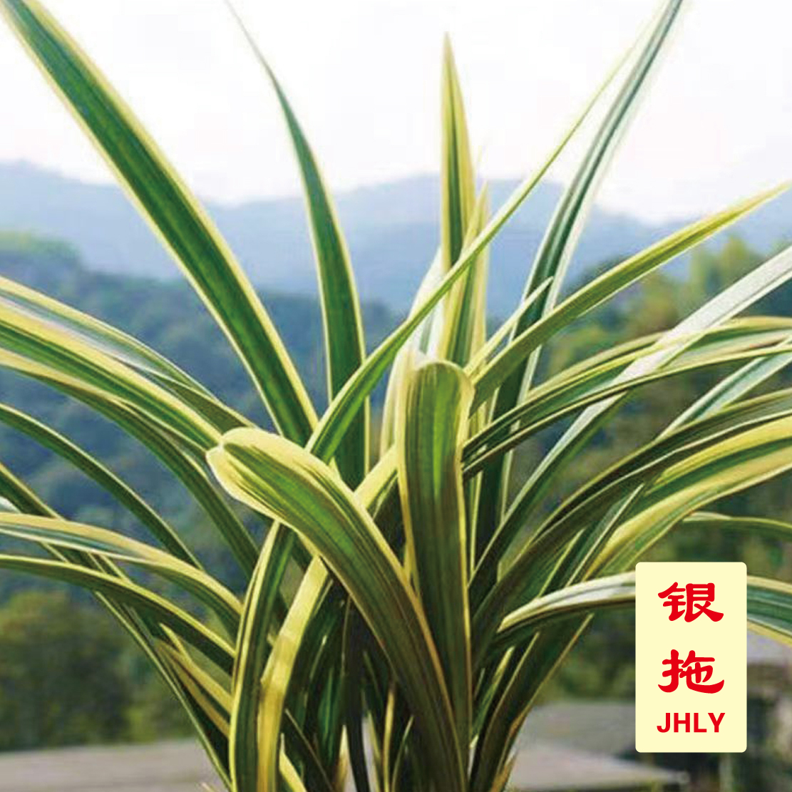 墨兰高端品种-银拖 【历史传奇】[宽厚叶片 出色叶艺 花香清新]