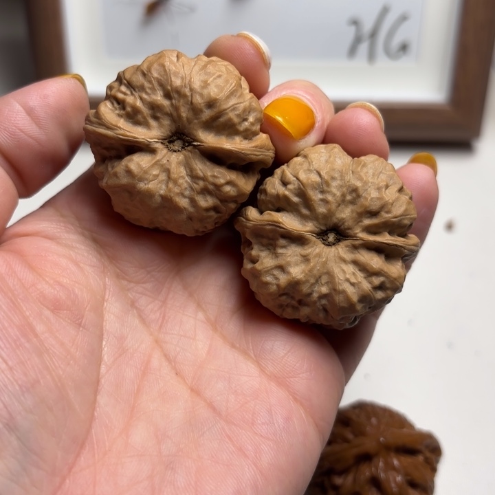 核桃37尺寸蛤蟆头