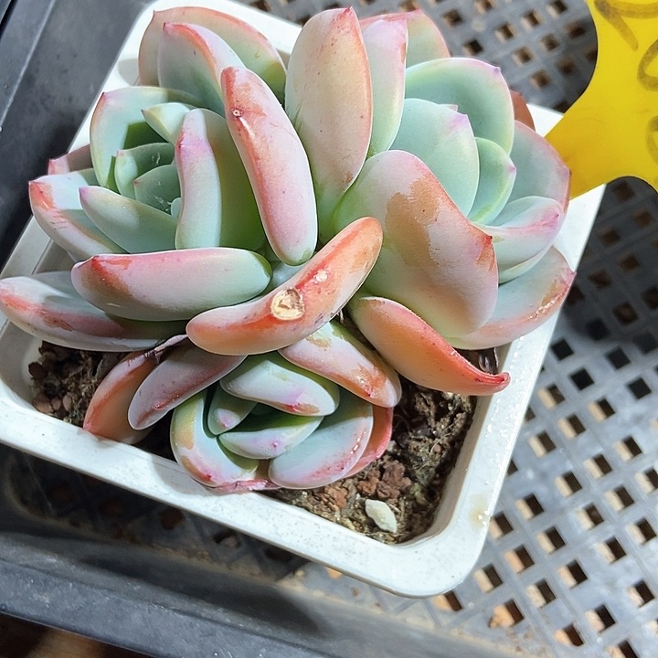 多肉植物白月光2083