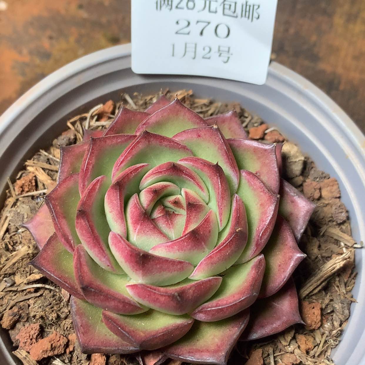 【闪购商品】云270号