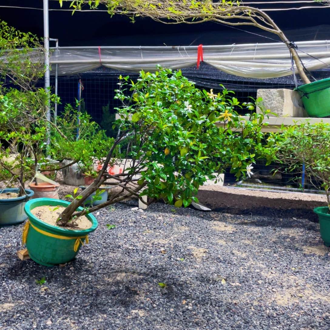 无花朵海岛桩一物一拍秒付