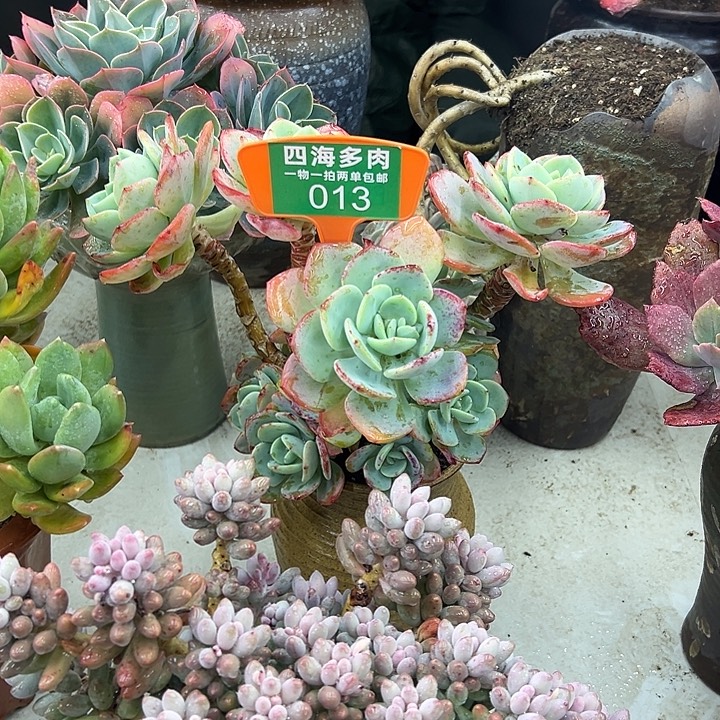 常***姐白月光多肉植物提取013