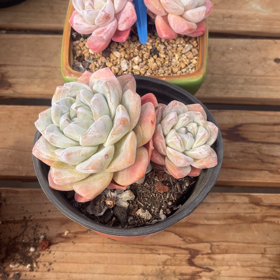 三***糕三兄妹的冰玉一物一拍