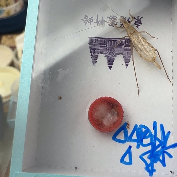 巫***烟蟋蟀精品柬埔寨一只……云烟……