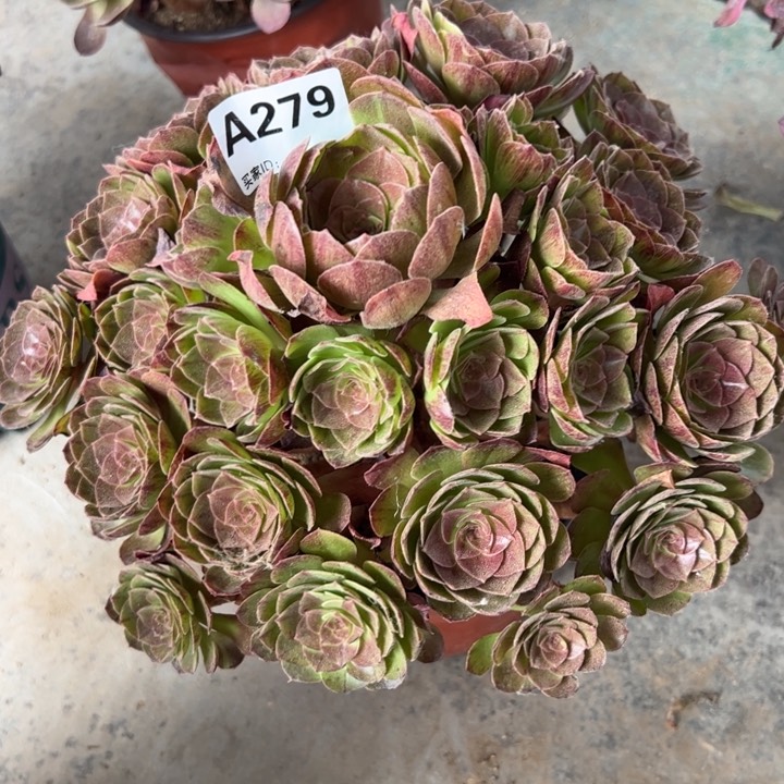 279黑魔28厘米左右半木