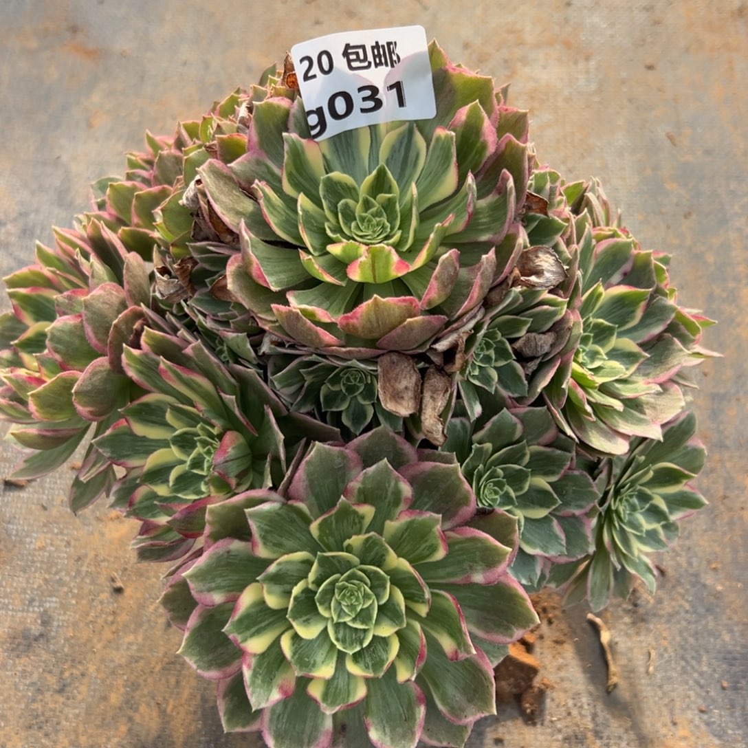 031水蜜桃，满20包邮嘟叮熊