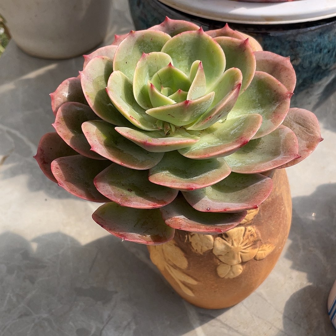 A****o白雪公主多肉植物