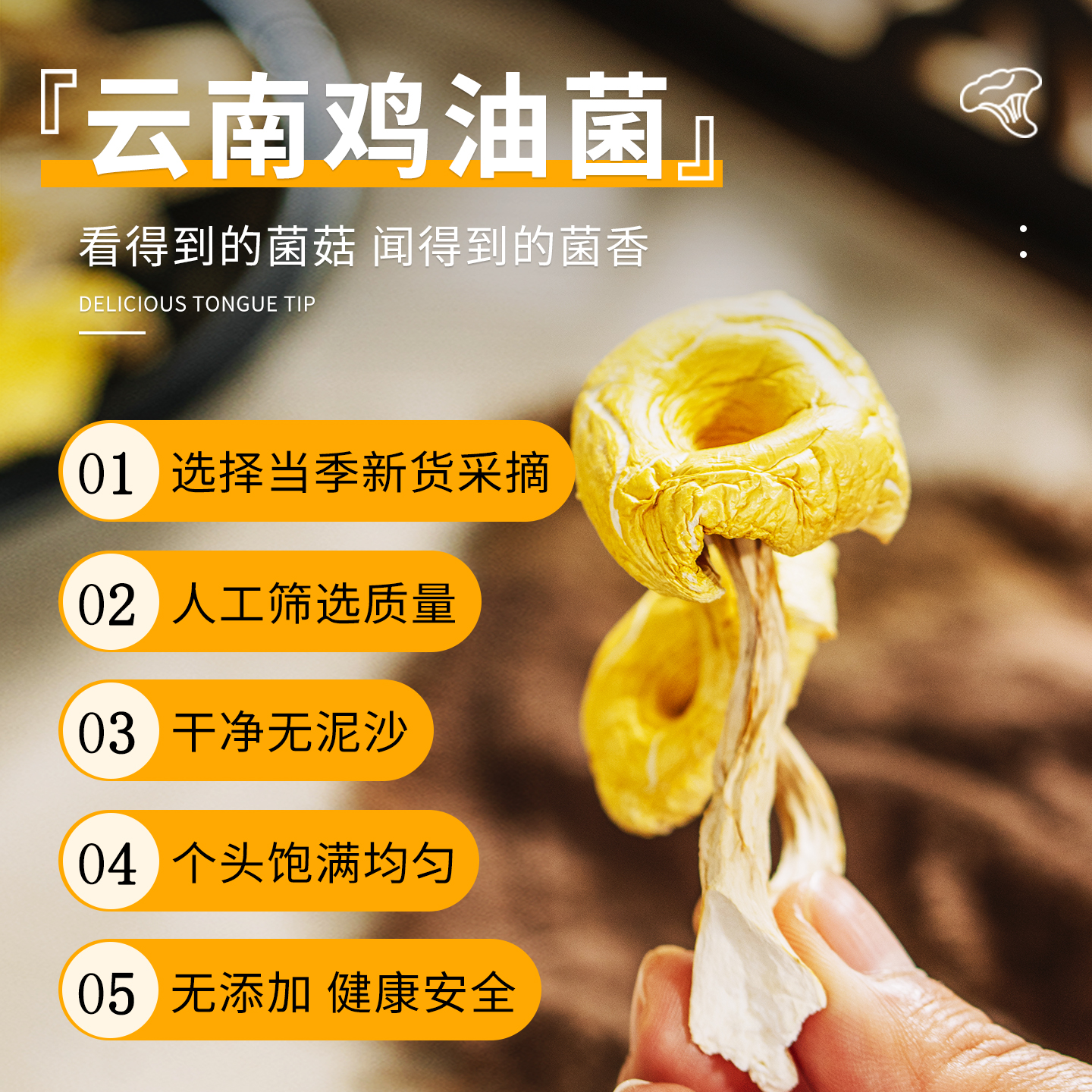 鸡油菌干货特产新鲜美味营养煲汤炒菜的优质菌菇