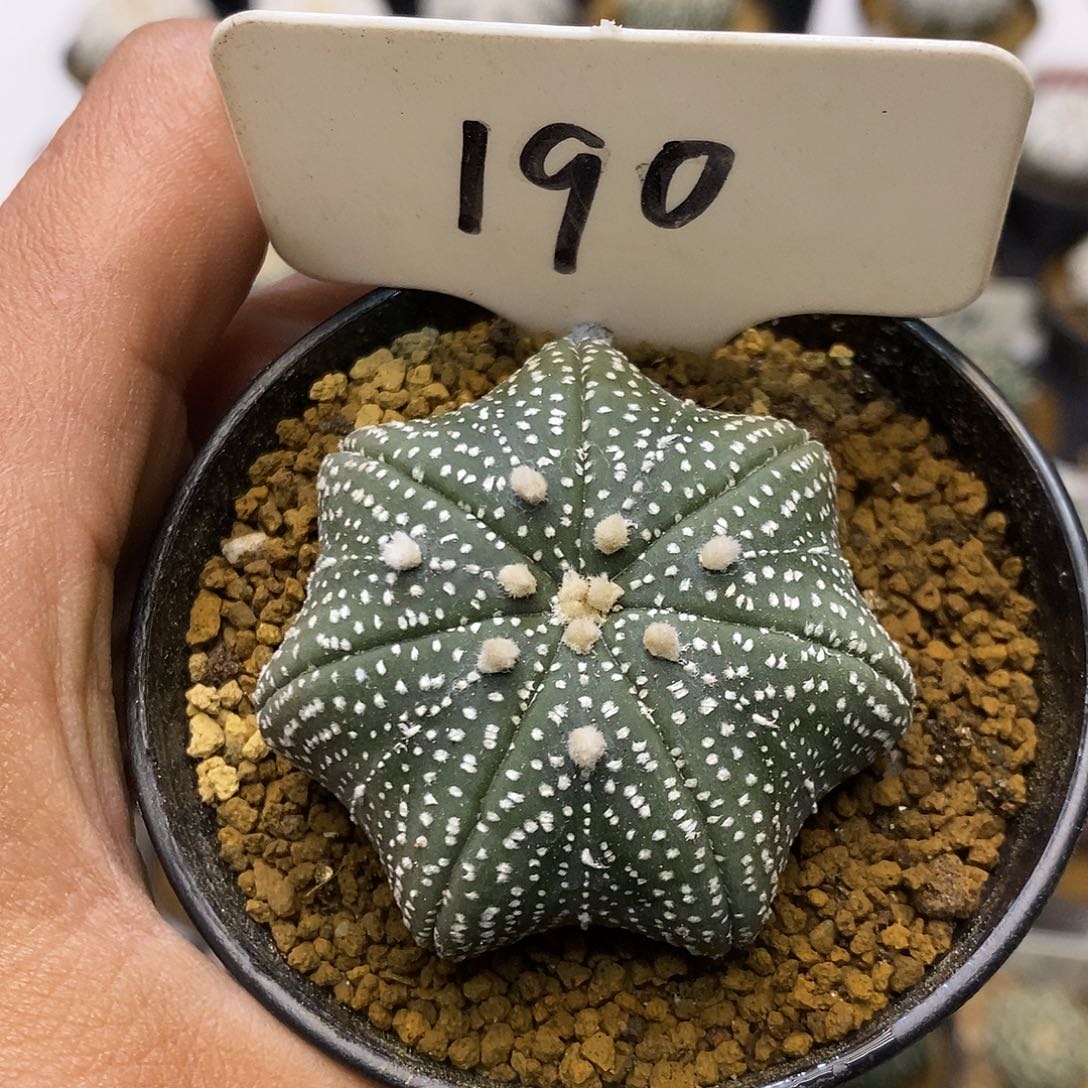 十***兔190七愣海星福利特价咯