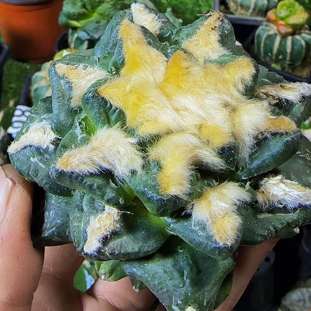 龟甲665刚出根的