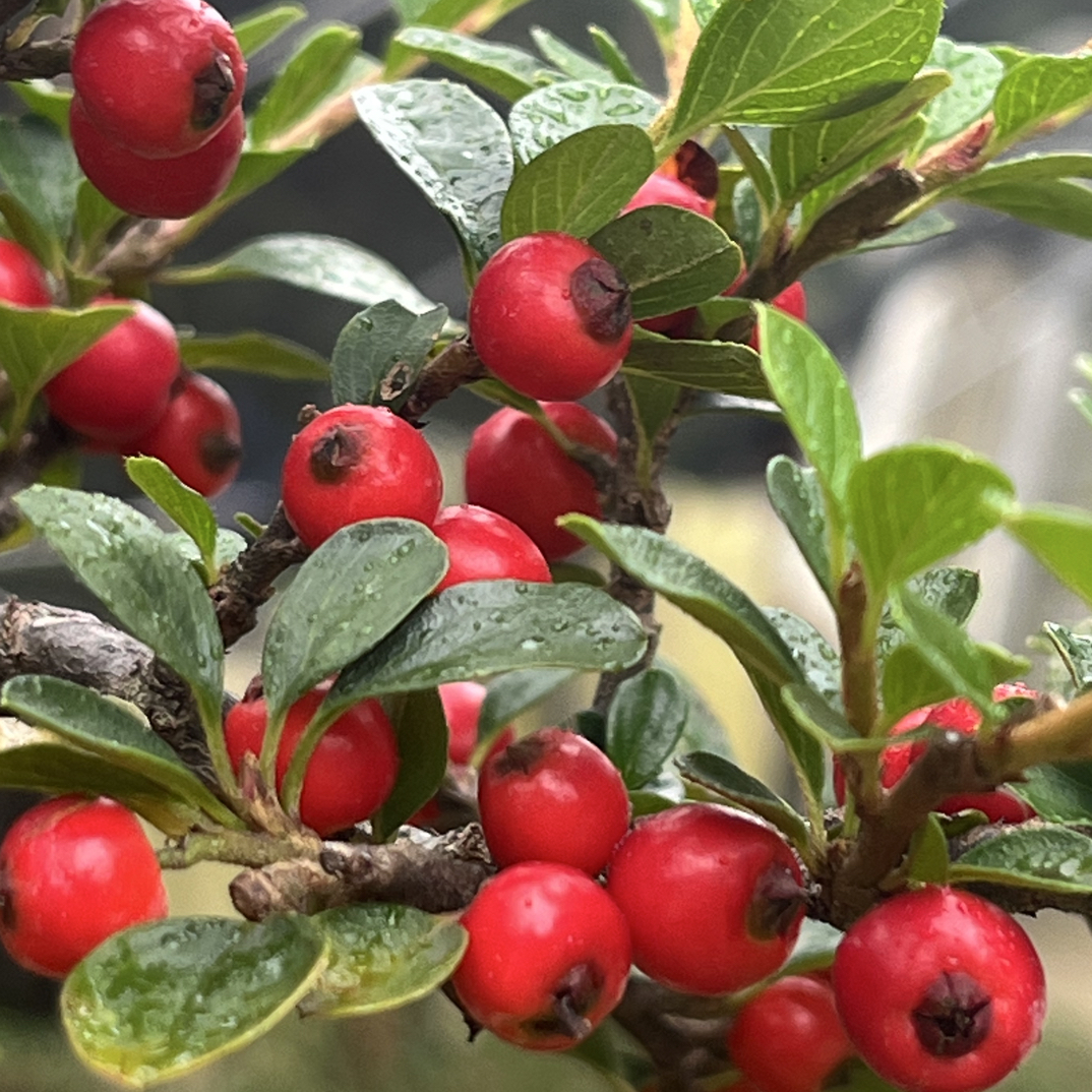 贵州红花平枝荀子