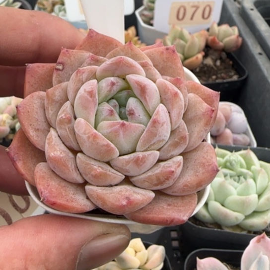 137唐粉一物一拍多肉