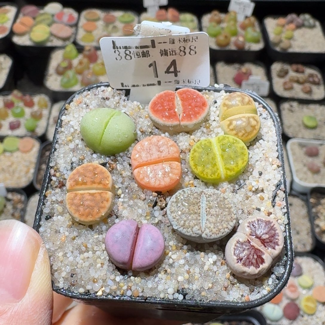 Ssss好货也福利便宜14