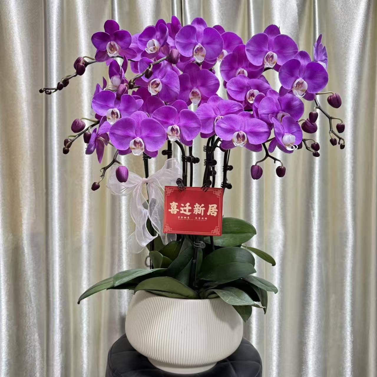 优一《胭脂》蝴蝶兰欧品粉紫色系 蜡质花 耐冷耐寒 冬季好养花期长~