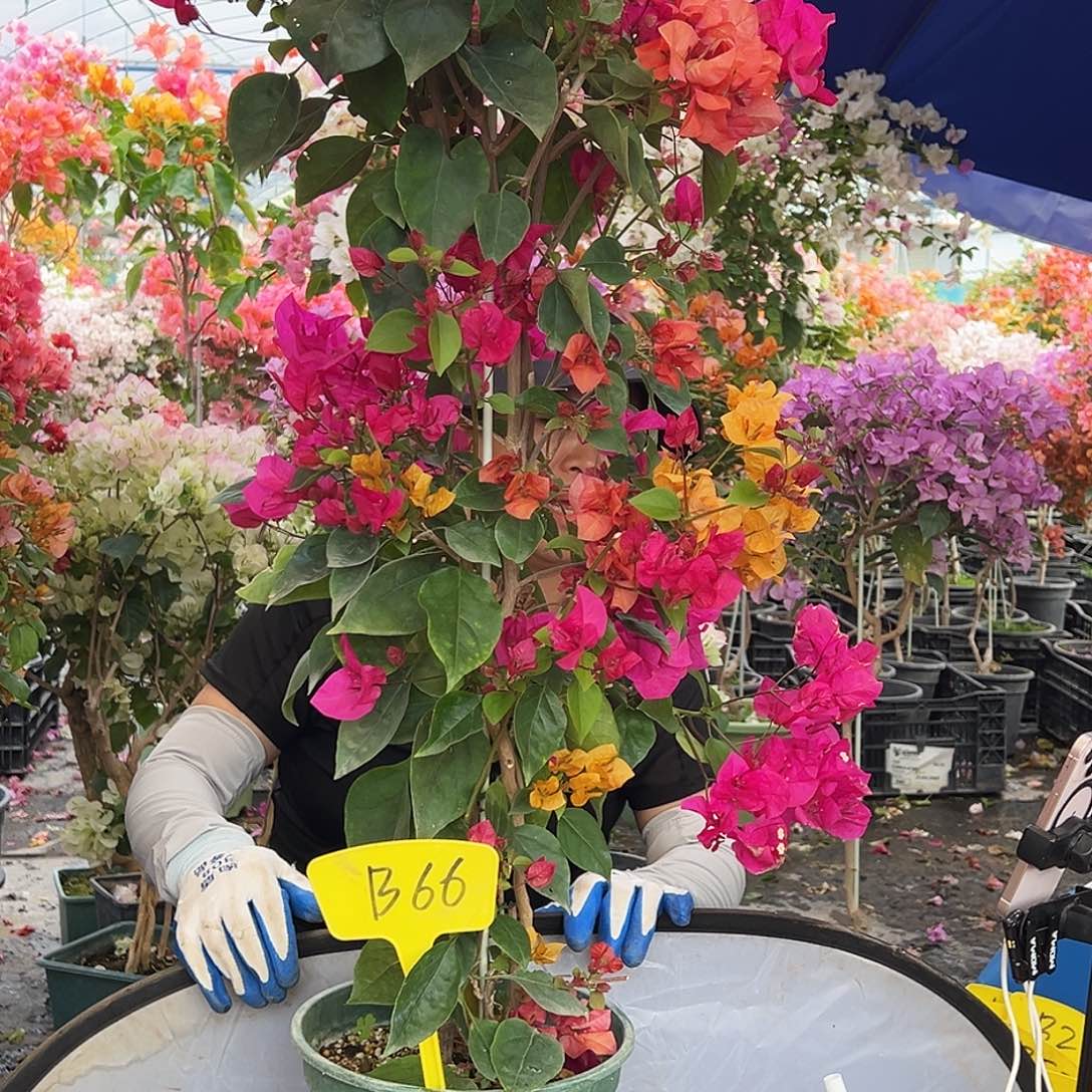 夏***️大部分花苞少量开放B66多色