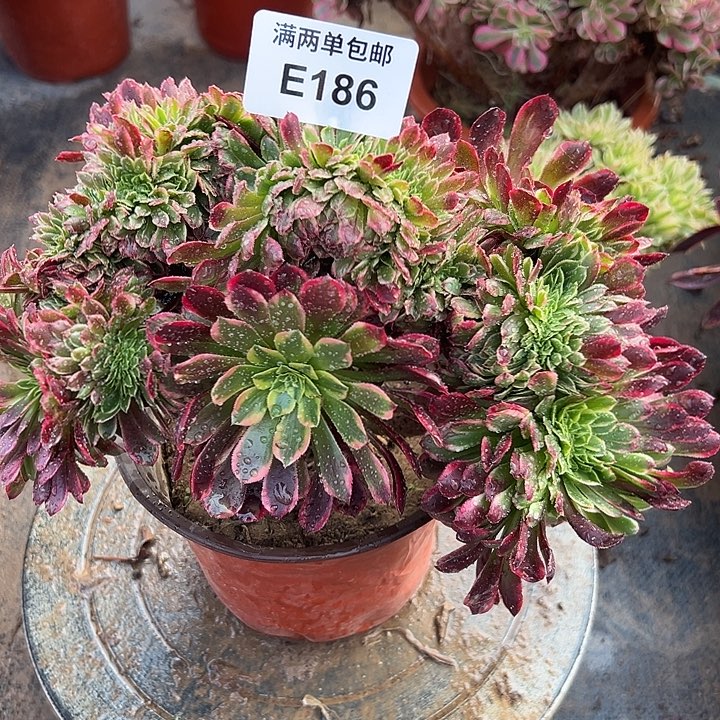 186号朝霞法师坠化多肉