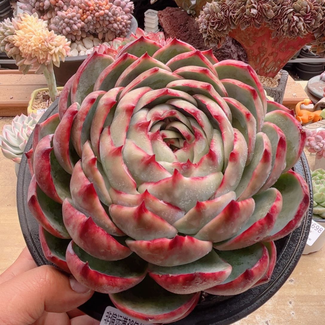 706惊鸿仙子德华多肉