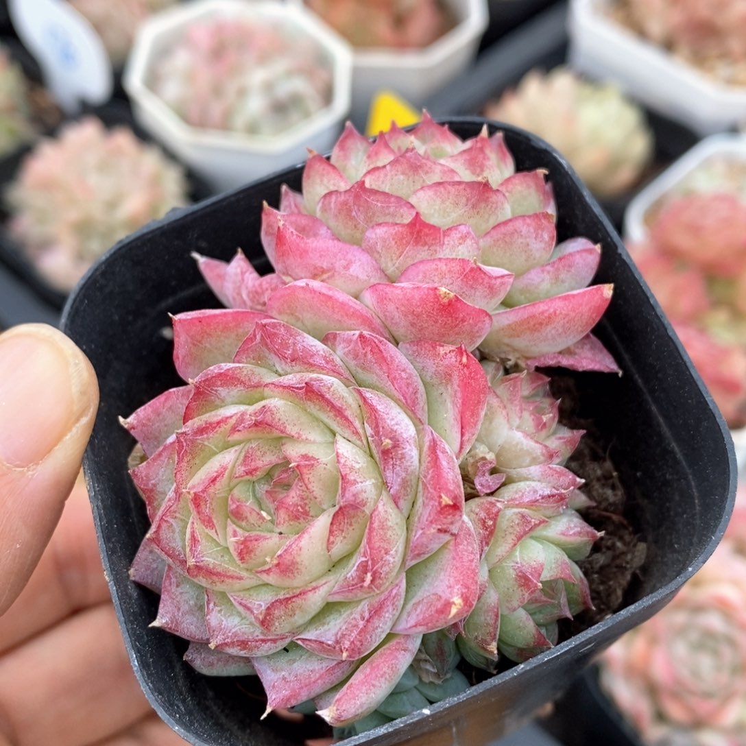 精品多肉一物一拍不包整46