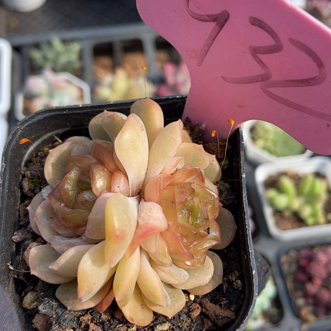 932容晶多肉植物保护