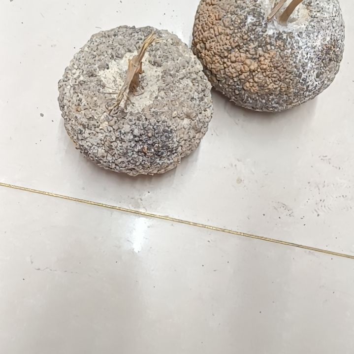 8****凡满天星疙瘩葫芦满天星疙瘩！！！