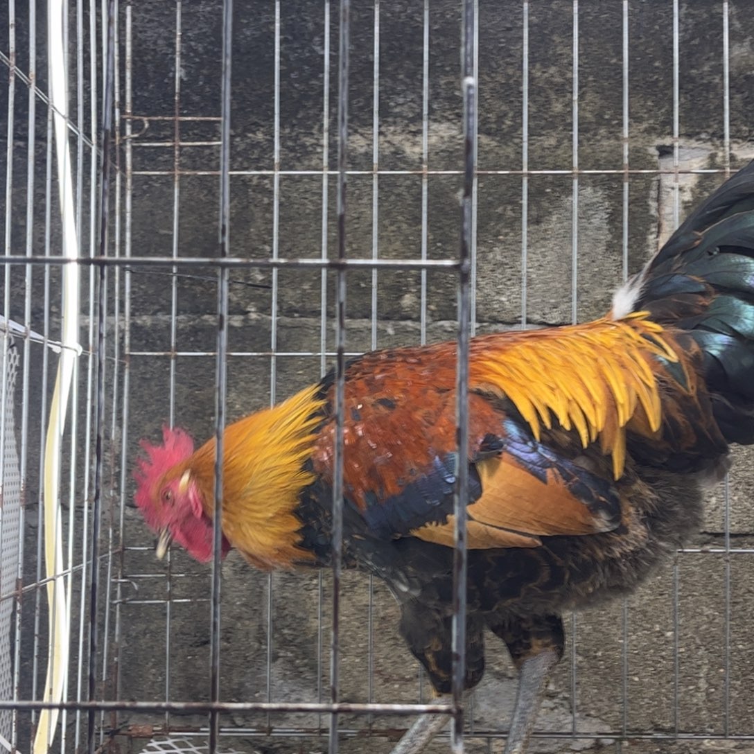 老***a长尾鸡凤凰象限农村散养土鸡一只