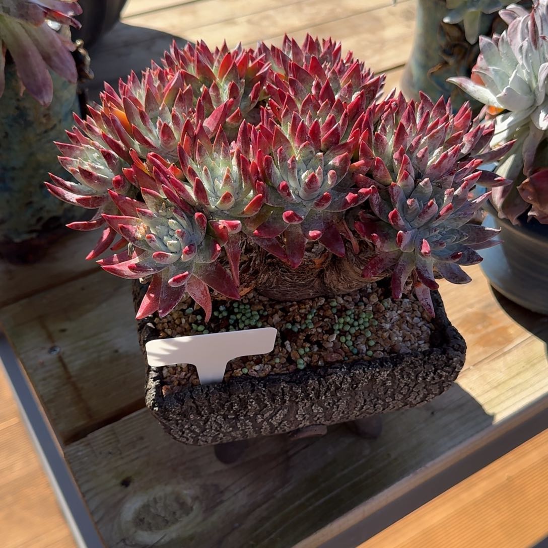 男***）多肉植物一物一拍1209041