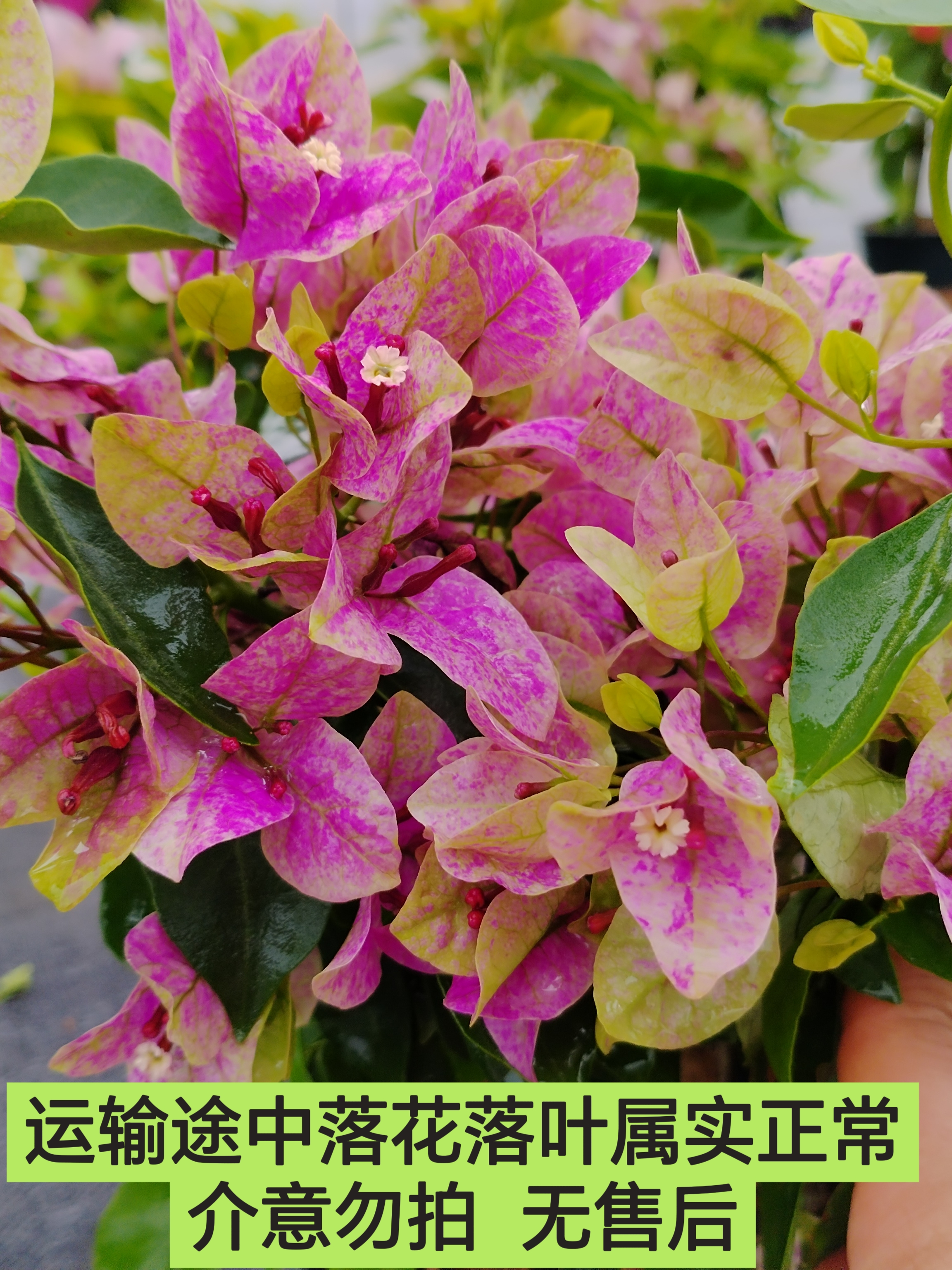 【紫九月-新叶】三角梅介意运输途中落花落叶光杆轻微折枝的勿拍