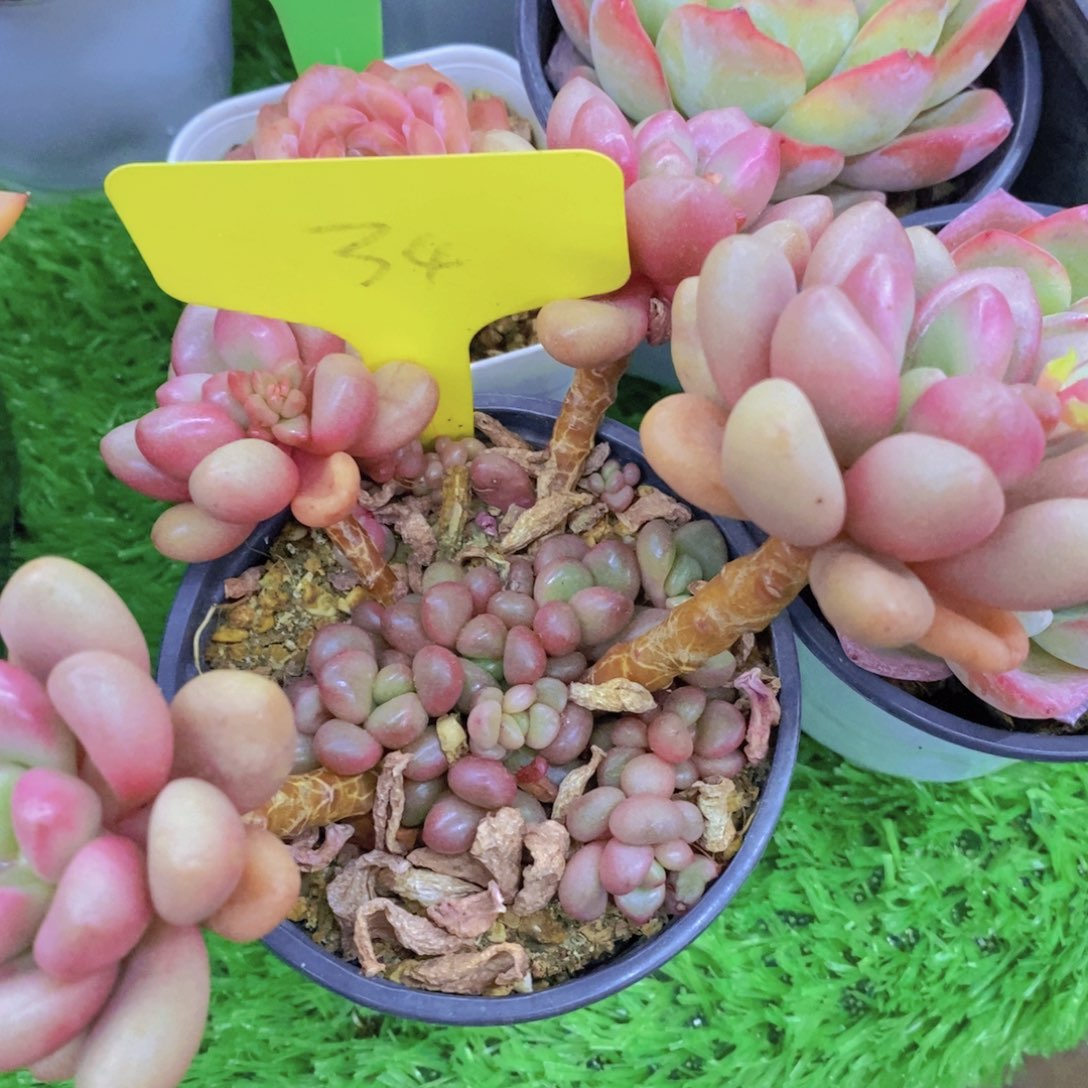 开心多肉植物，福利专场