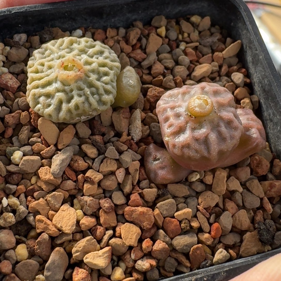 云缦精品番杏29.3超烧粉烧