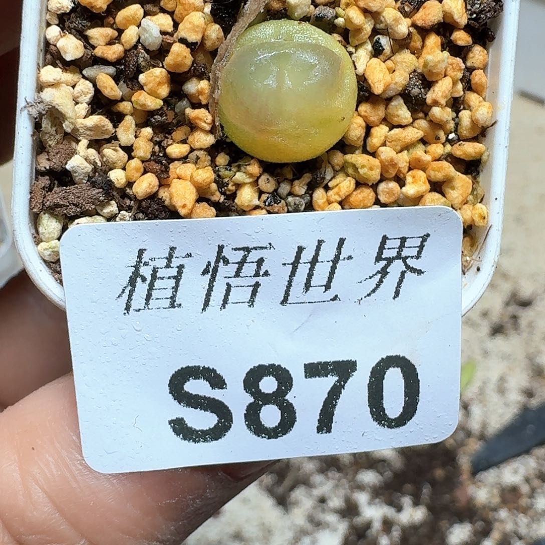 870号多肉植物哇c