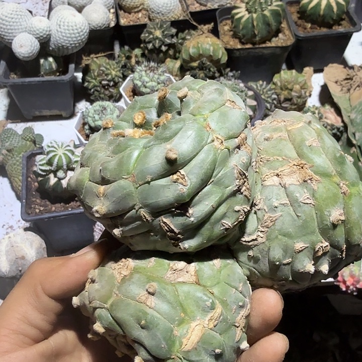 龟甲兜三头嫁接仙人球