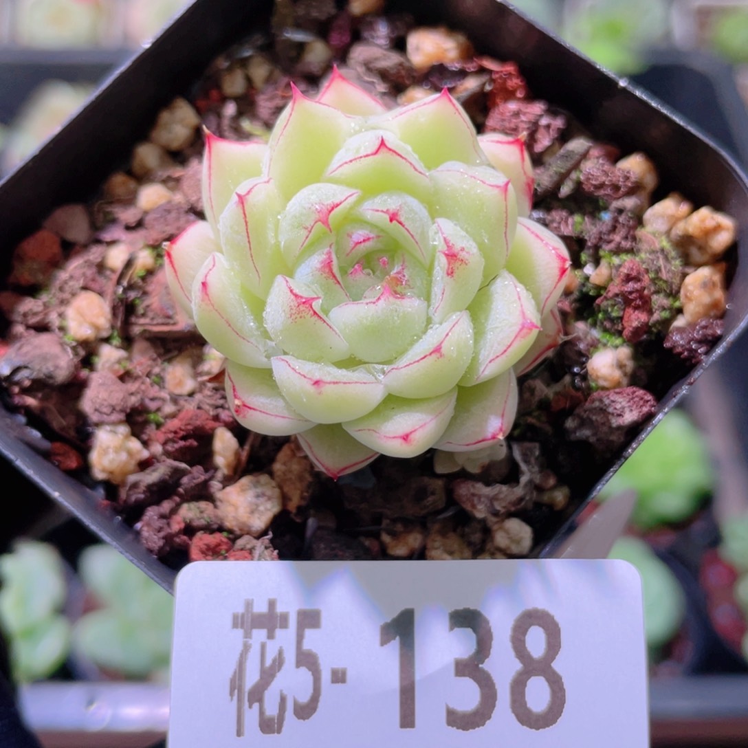 花利美5-138女王玫瑰