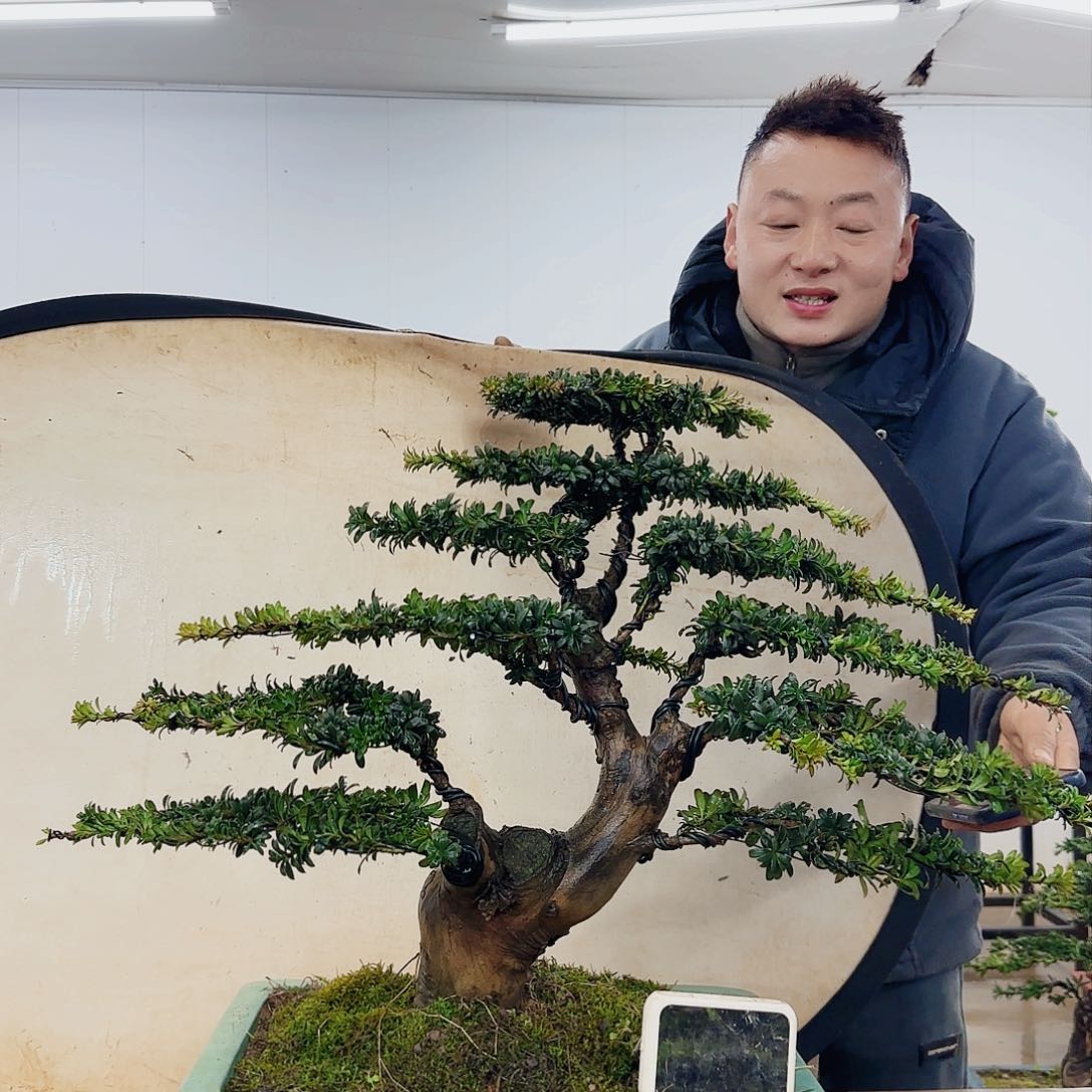 ^****^盆景制作过程非常