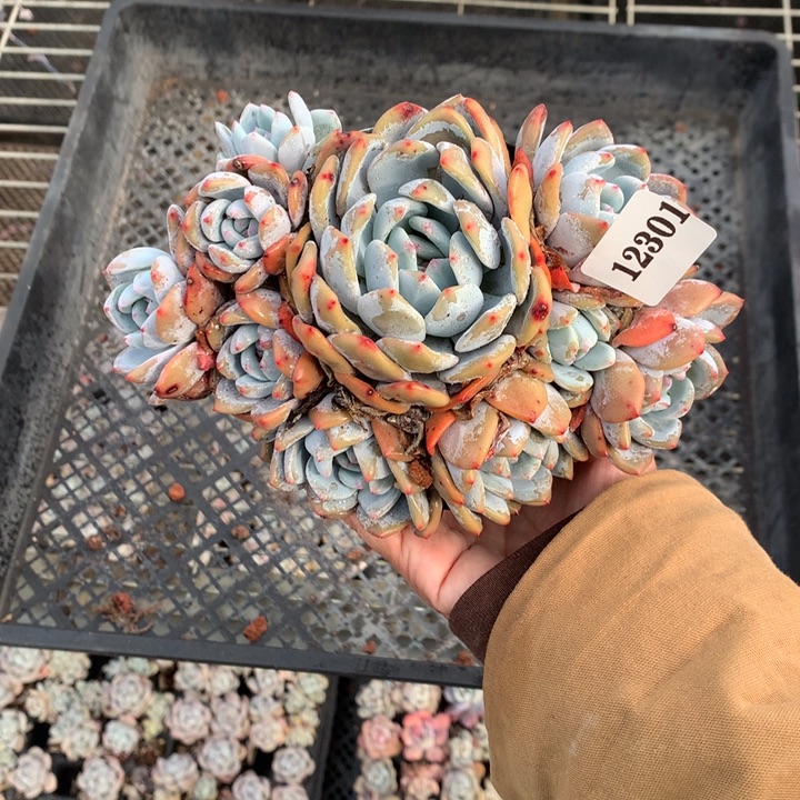 12301嗯嗯嗯嗯嗯嗯嗯好喜欢