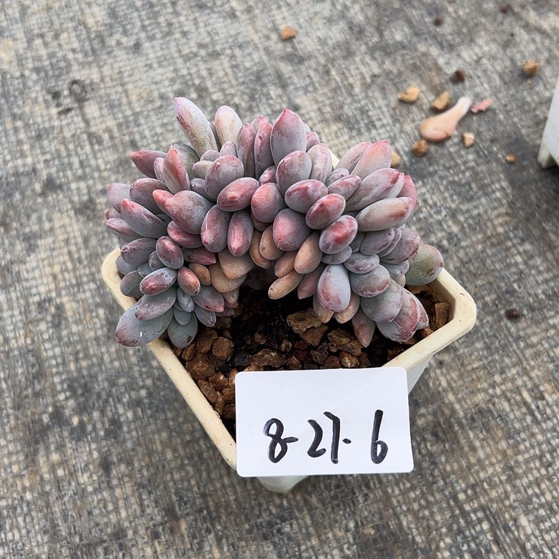 小****8-27-6粉兔缀多肉植物