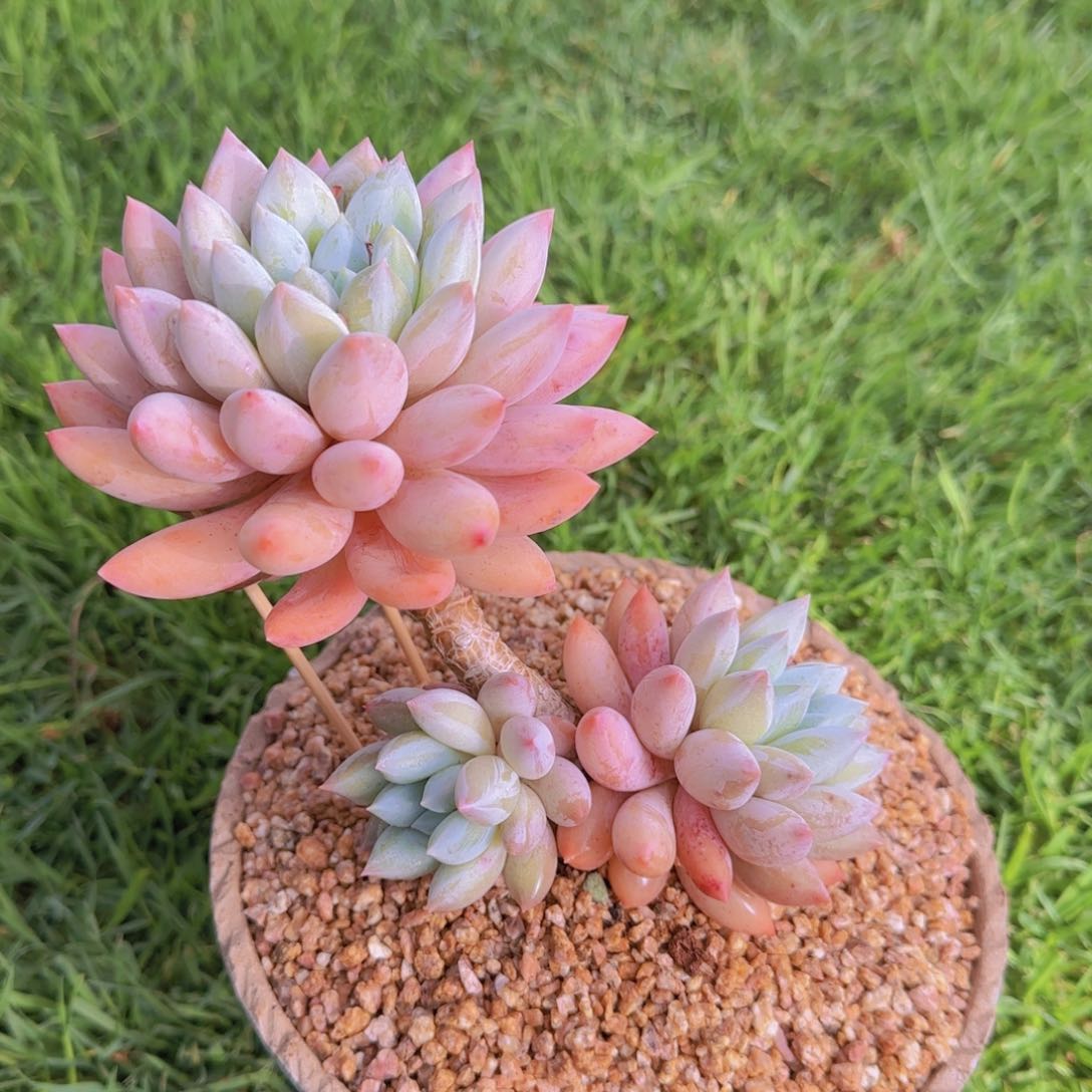 多肉植物多肉植物