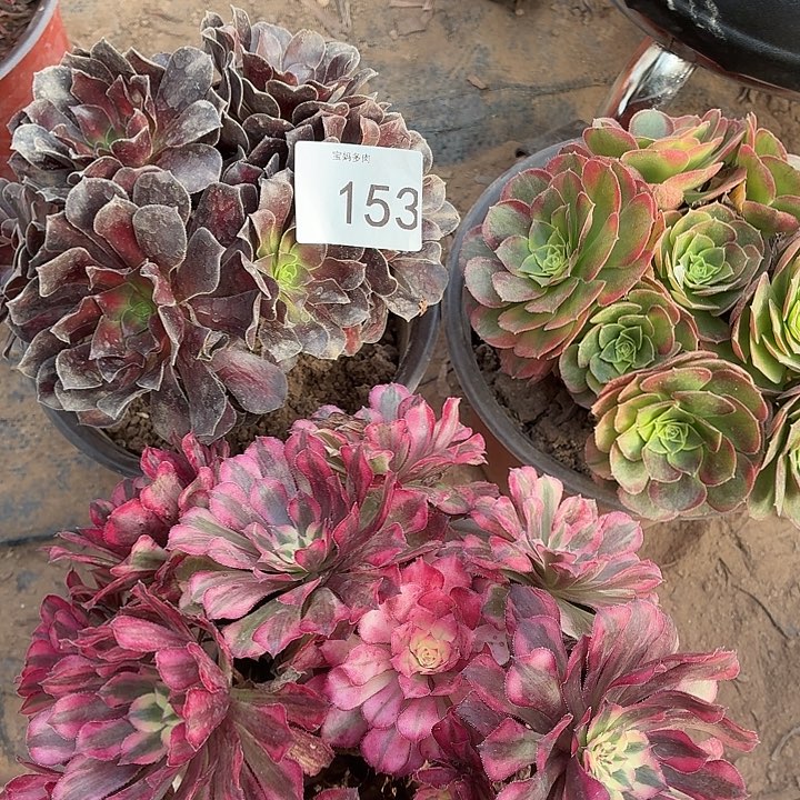 153号一物一拍三颗法师