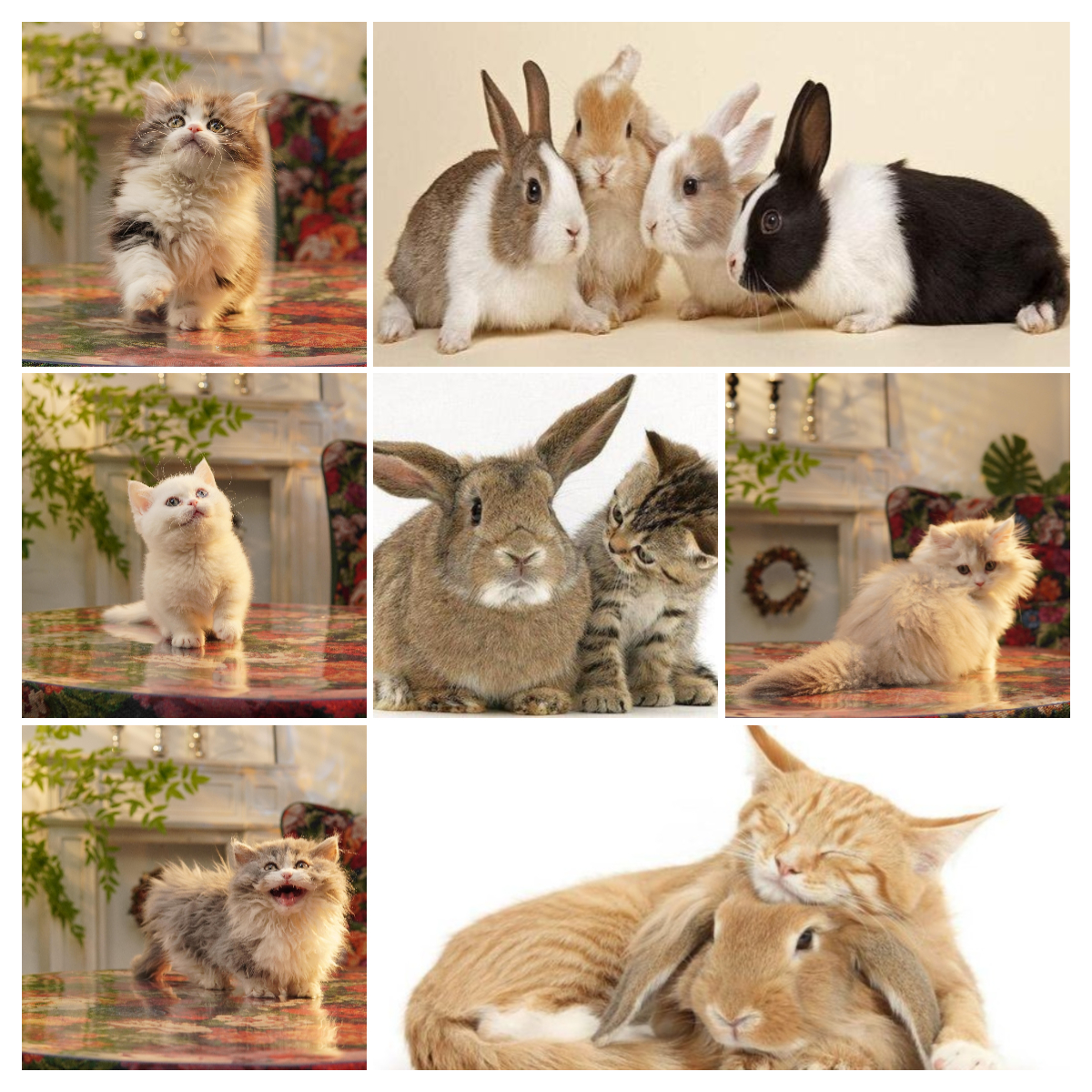 通用宠物活体链接（二）