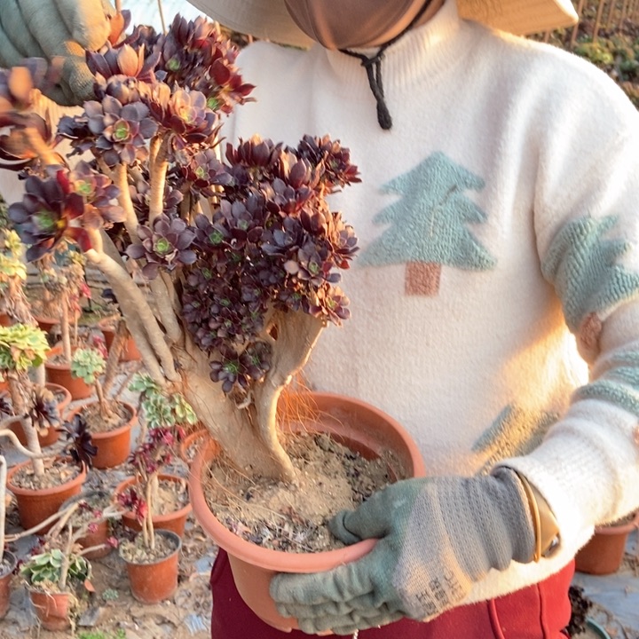 江****姐295黑法师缀化老桩朵朵