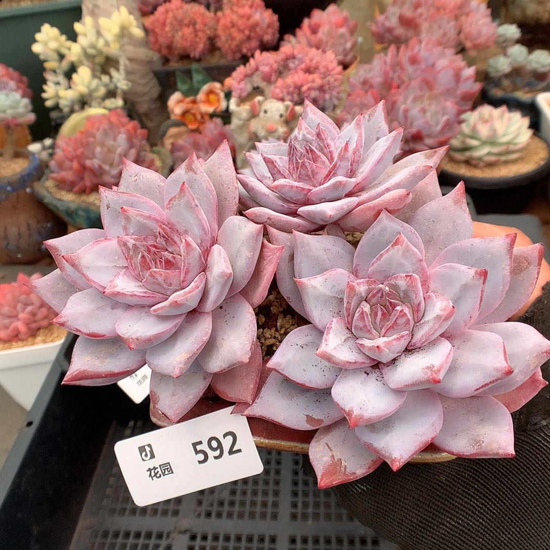 592粉蓝鸟多肉植物66666