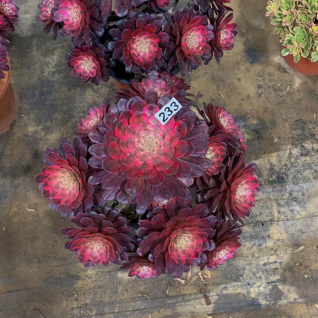 双****爸233红金刚多肉植物