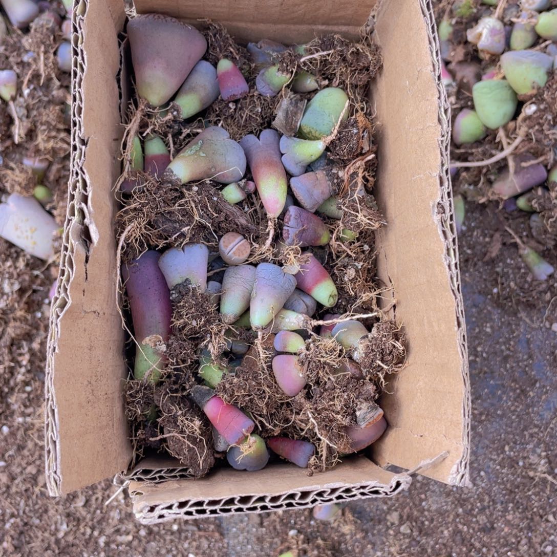 一箱混搭88888888888