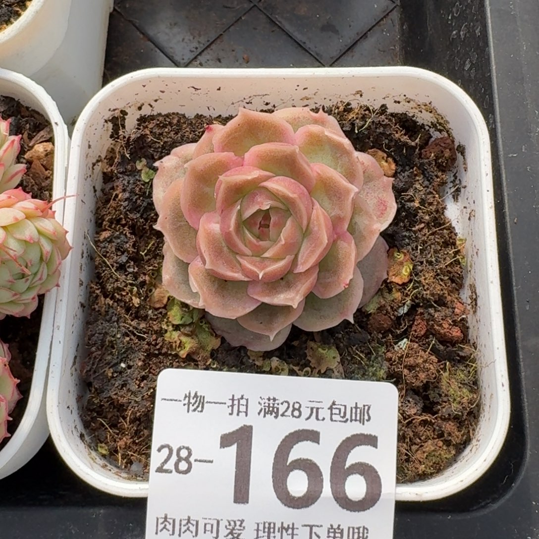 水晶虾饺无盆土发货