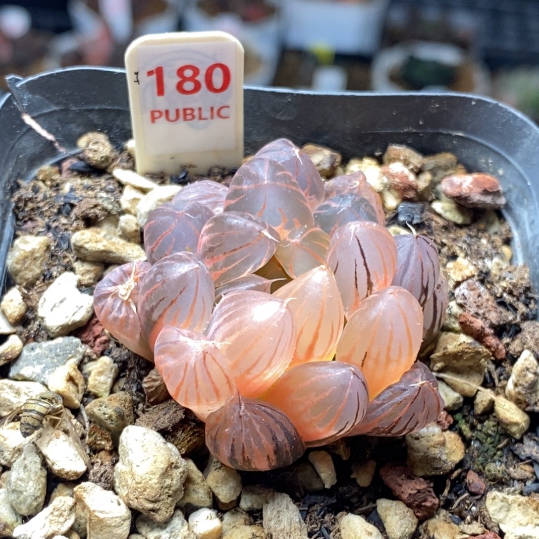 180号糊斑霓虹灯玉露锦