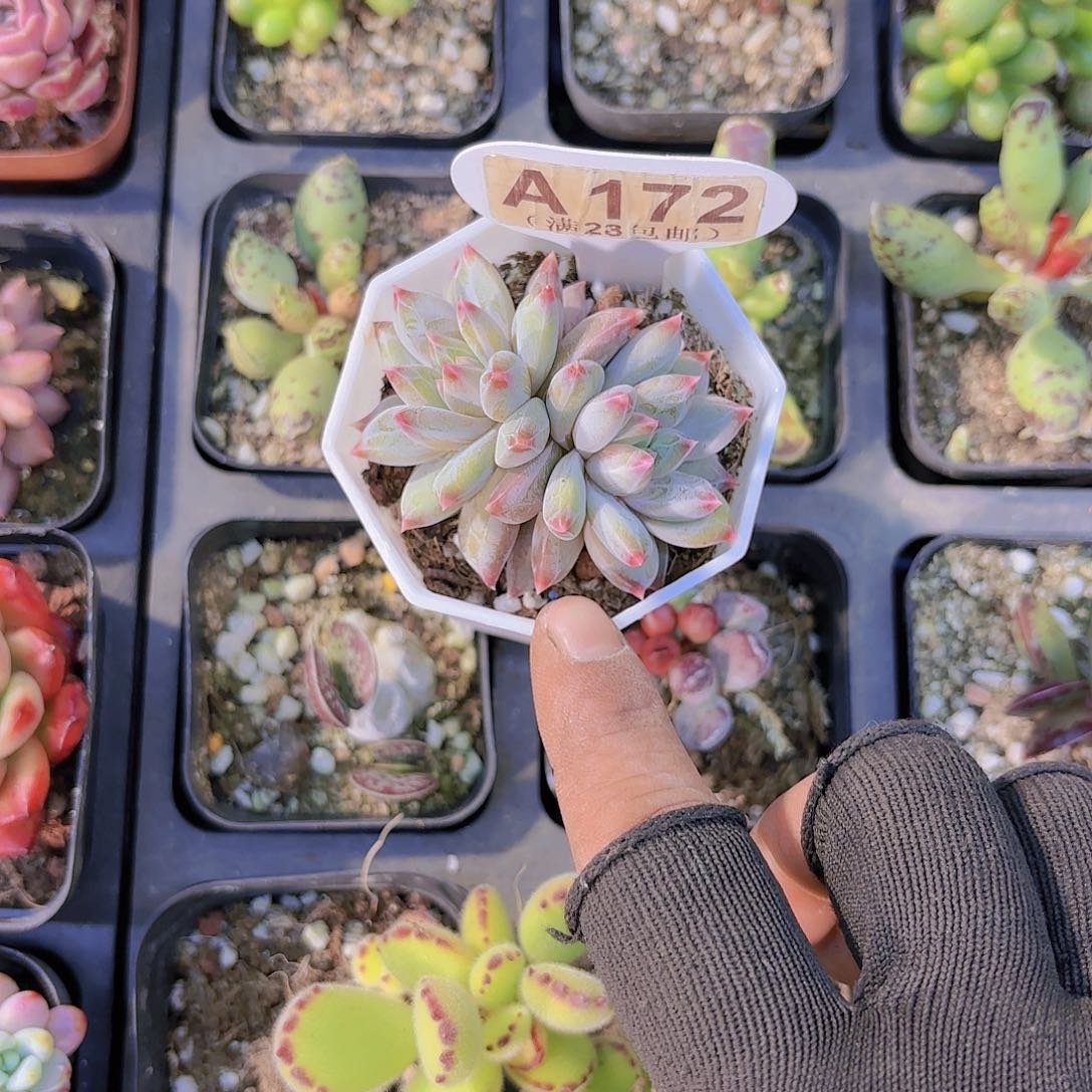 A172星空美人一物一拍