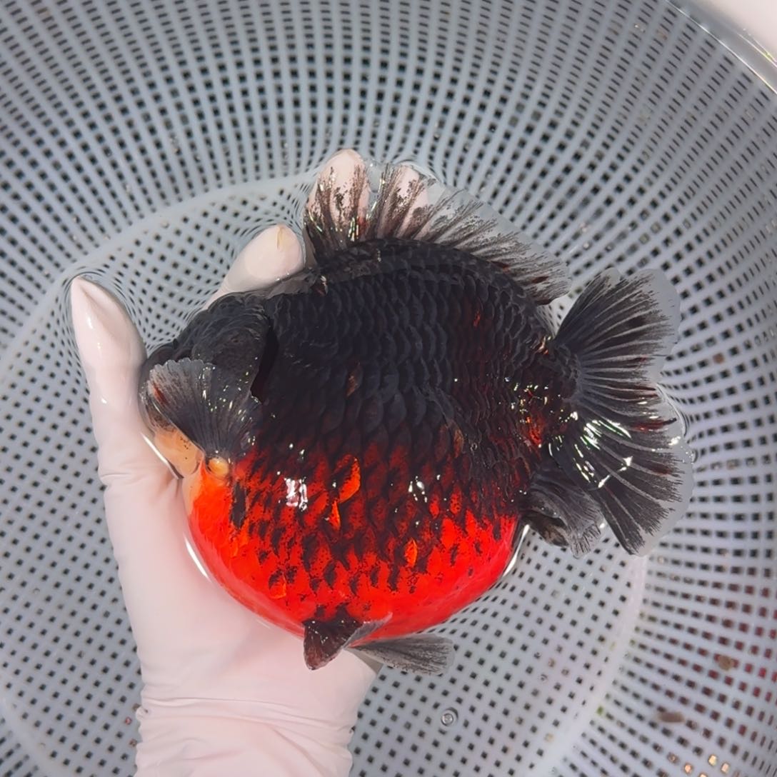 金鱼类不分公母16/17