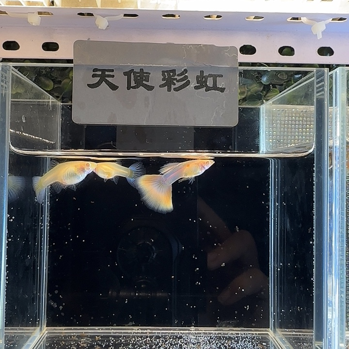 孔雀鱼天使彩虹一公两母