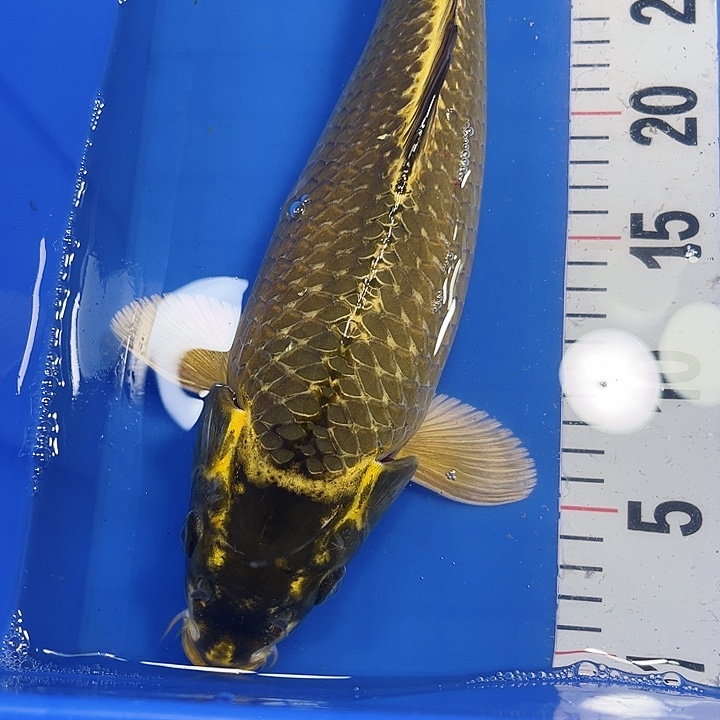 锦鲤冷水鱼好养耐活